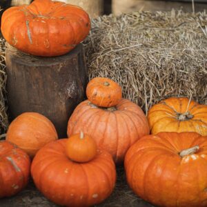 pumpkin patch fall bucket list