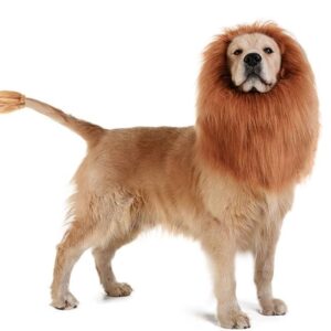 best dog halloween costumes 2023 lion