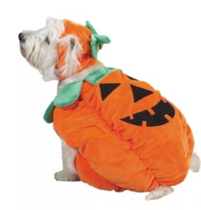 best dog halloween costumes 2023 pumpkin