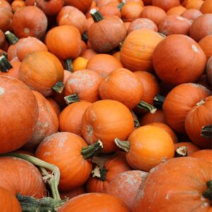 fall date ideas pumpkin picking
